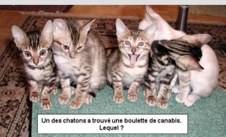 *ChAtOnS!!*
